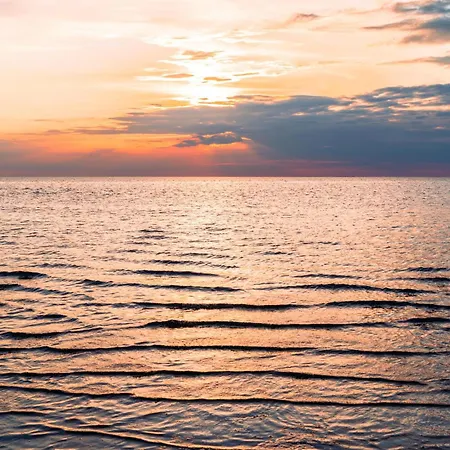 Theviewc06 Strandflieder Dagebüll